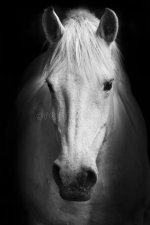 Фотообои Белая лошадь