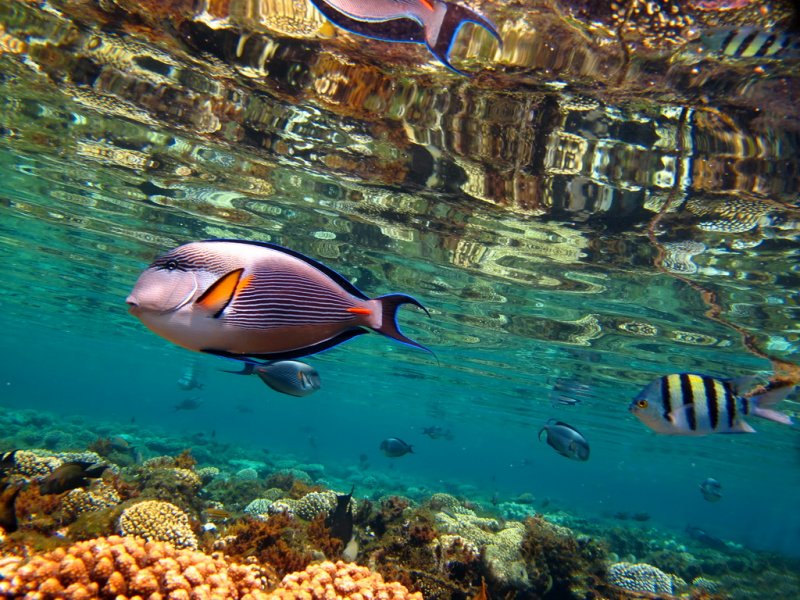 Релакс рыбки. Египет море. Красное море. Caribbean Sea Fishes.