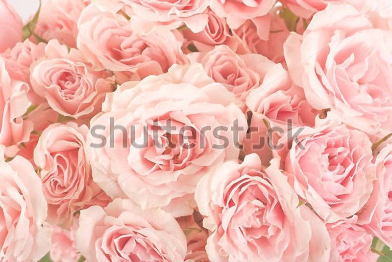 Розы Светлые Фото