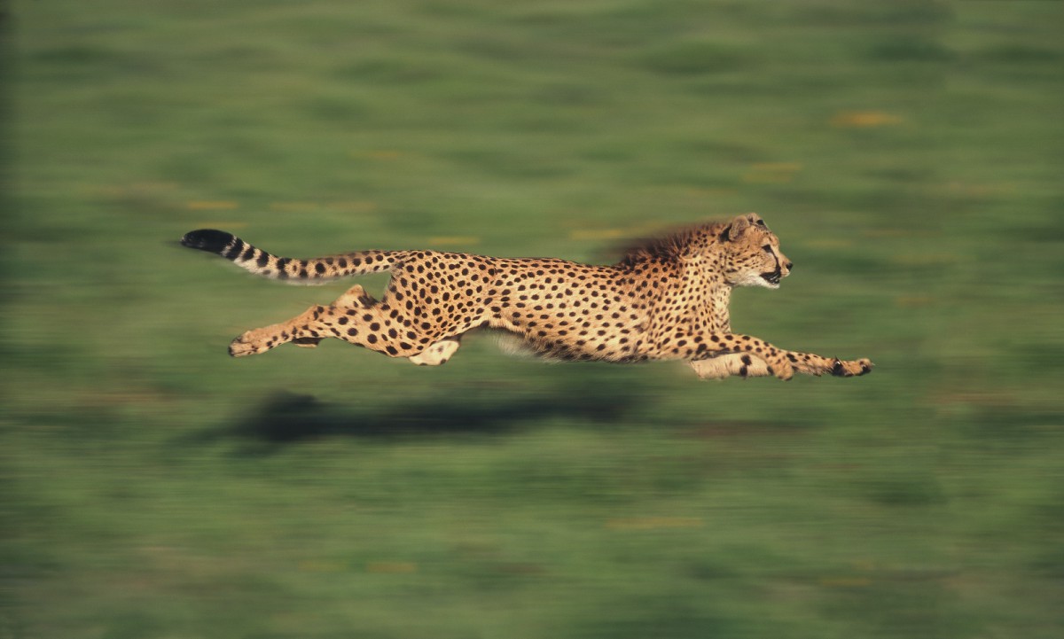 Самое быстрое животное в мире