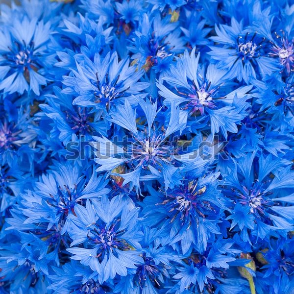 Голубые Цветы Фото