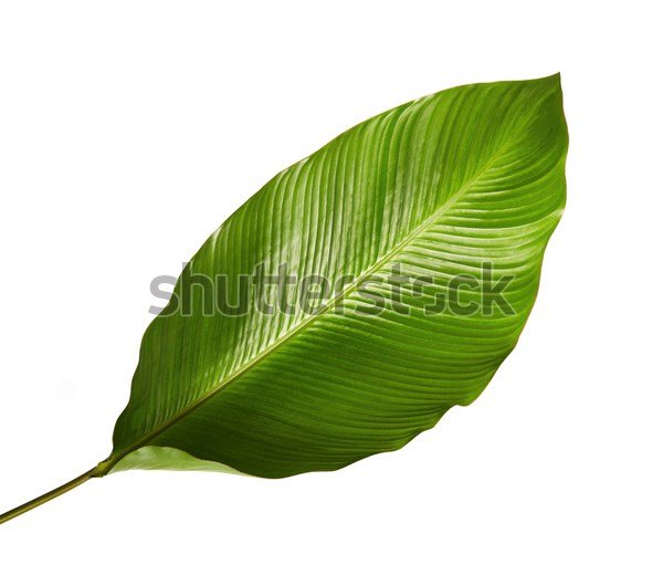 Листья Большие Зеленые Фото