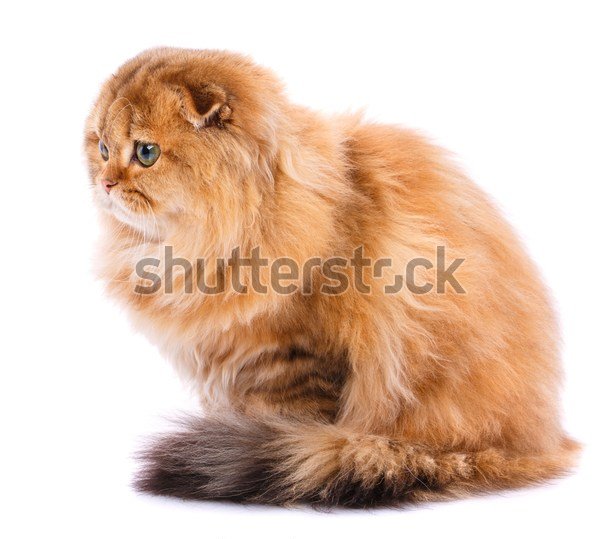 Шотландская Вислоухая Длинношерстная Кошка Фото