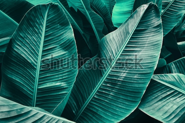 Листья Большие Зеленые Фото